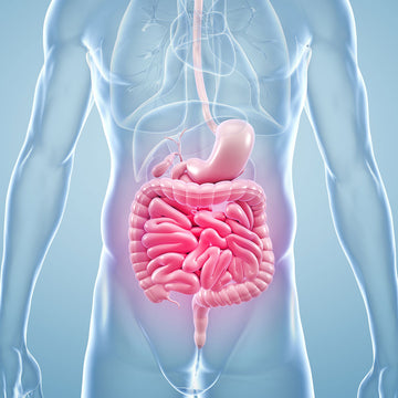 Gut Health and Testosterone: Is There a Correlation?
