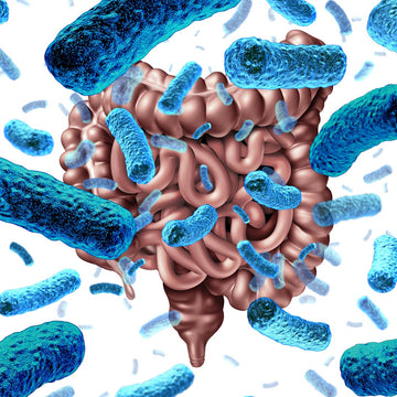 What are Bacillus Coagulans and Bacillus Subtilis?