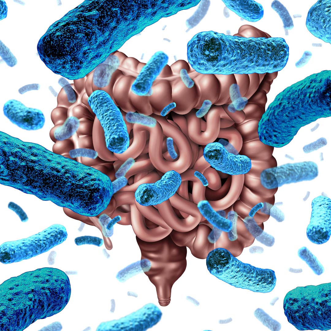 Bacillus Coagulans Benefits for Gut Health and Immunity