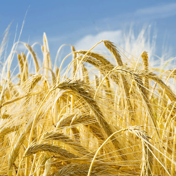 Barley 101: 5 Benefits to Improve Your Health & Physique
