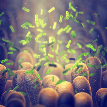 Happy Gut, Happy Brain: Is There a Link Between Probiotics and the ENS?