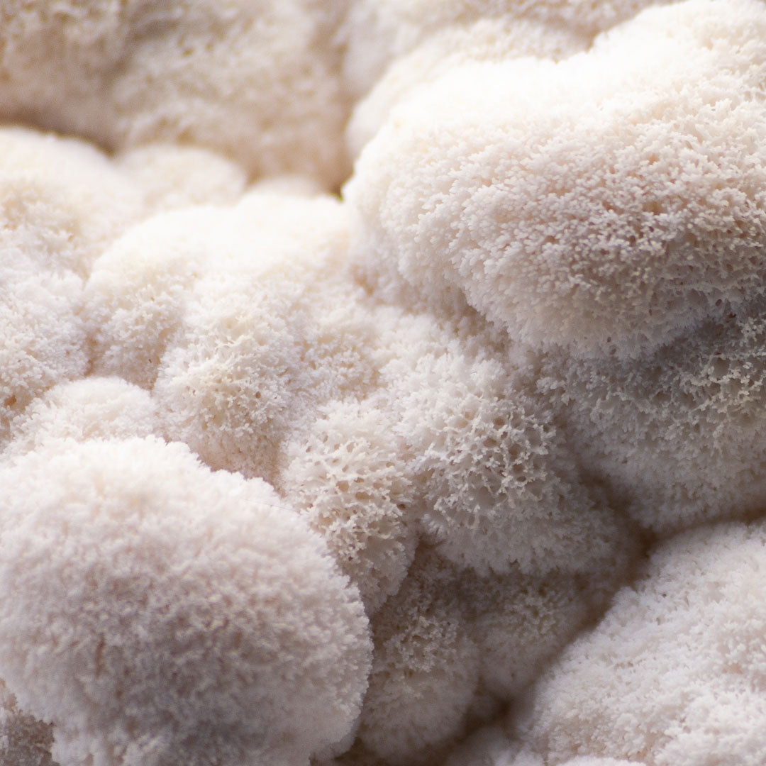 Lion’s Mane Benefits: How It Boosts Brain & Workout Performance