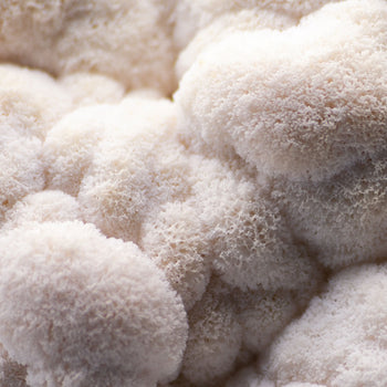 Lion’s Mane Benefits: How It Boosts Brain & Workout Performance